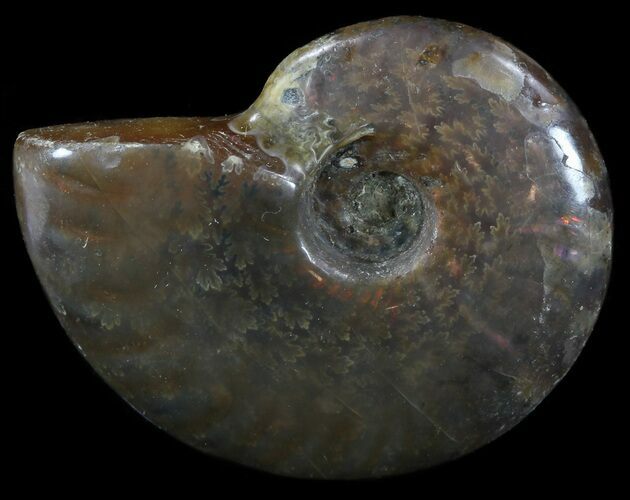 Flashy Red Iridescent Ammonite - Wide #52358